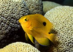 Little Yellow Damsel in Bon Aire, shot with a Nikonos RS. by David Spiel 